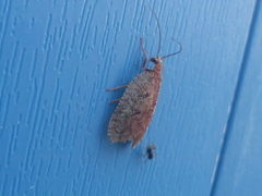 Drepanepteryx algida