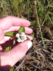 Ichthyothere latifolia