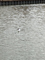 Chroicocephalus ridibundus