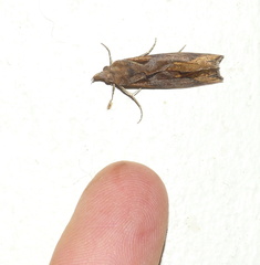 Plusiodonta natalensis