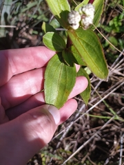 Ichthyothere latifolia
