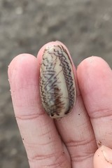 Oliva mustelina