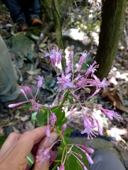 Fuchsia paniculata