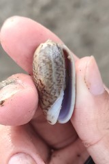 Oliva mustelina
