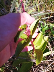 Ichthyothere latifolia