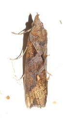 Plusiodonta natalensis