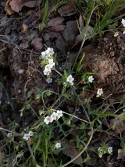 Pholistoma membranaceum