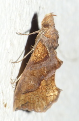 Plusiodonta natalensis