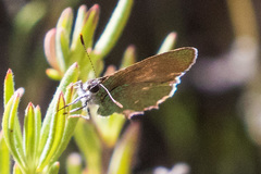 Callophrys dumetorum