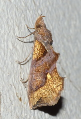 Plusiodonta natalensis