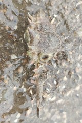 Muricoidea