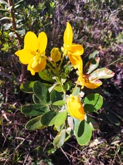 Senna rugosa