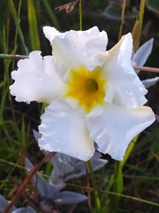 Mandevilla velame