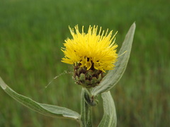 Centaurea sicula