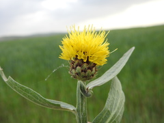 Centaurea sicula