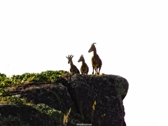Nilgiritragus hylocrius