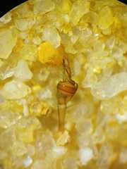 Tetragnatha mandibulata