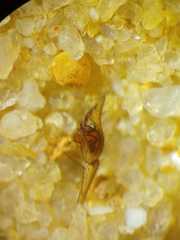 Tetragnatha mandibulata