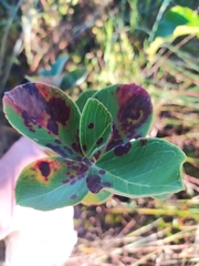 Psidium grandifolium