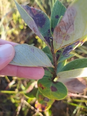 Psidium grandifolium