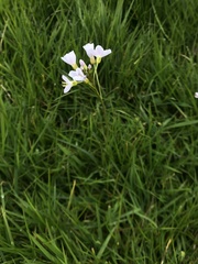 Cardamine pratensis