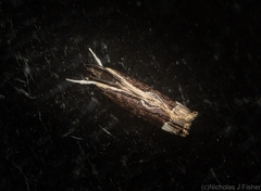 Chaliniastis astrapaea