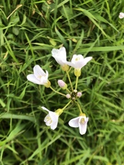 Cardamine pratensis