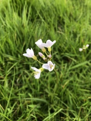 Cardamine pratensis