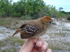 Thamnophilus stictocephalus