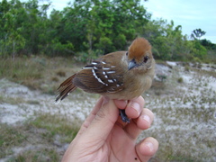 Thamnophilus stictocephalus