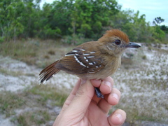 Thamnophilus stictocephalus