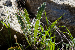 Cirsium occidentale occidentale