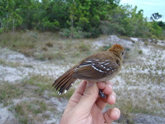 Thamnophilus stictocephalus