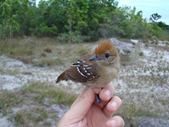 Thamnophilus stictocephalus