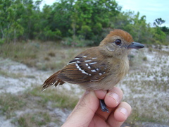 Thamnophilus stictocephalus