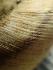 Helminthoglypta petricola