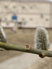 Salix caprea