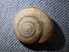 Helminthoglypta petricola