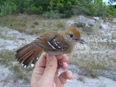 Thamnophilus stictocephalus