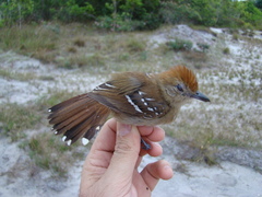 Thamnophilus stictocephalus