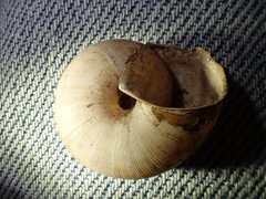 Helminthoglypta petricola