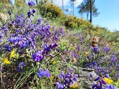 Polygala microphylla
