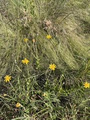 Senecio triodontiphyllus
