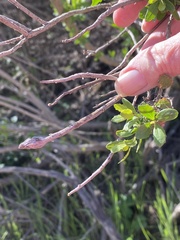 Gnorimoschema baccharisella