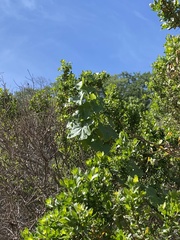 Gnorimoschema baccharisella