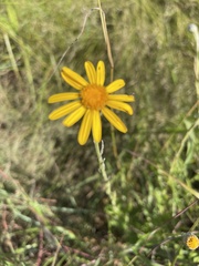 Senecio triodontiphyllus
