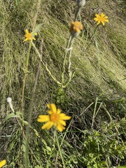 Senecio triodontiphyllus