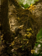 Bulbophyllum fimbriatum