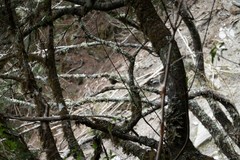 Tarsiger johnstoniae