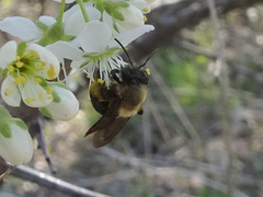 Andrena carlini